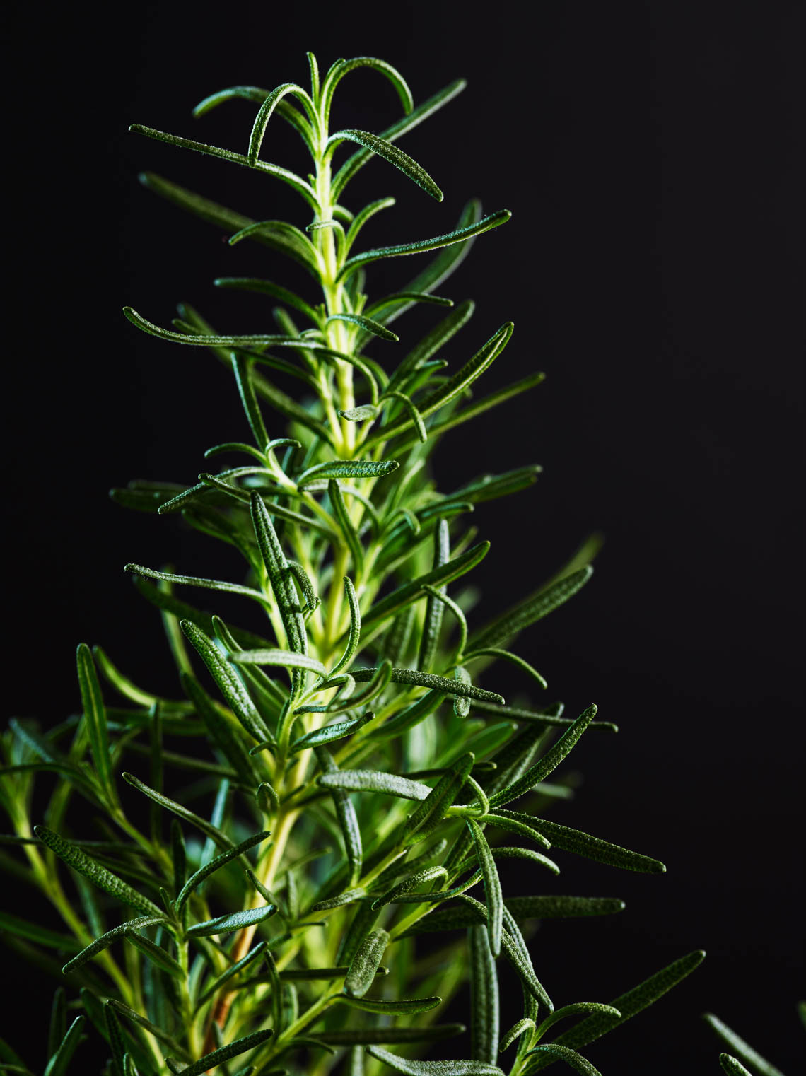 rosemary4